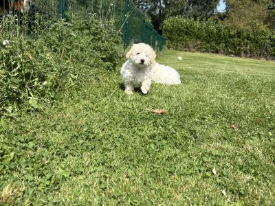 Adorable Cavachon puppies 🐶 in Carlow
