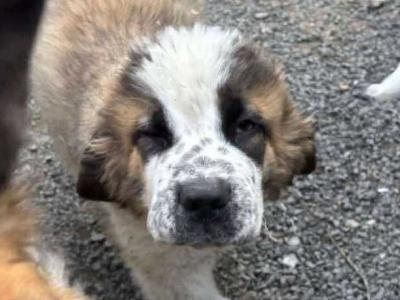 Beautiful friendly St Bernard puppies in Wicklow