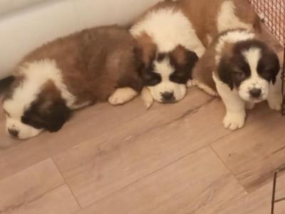 Beautiful friendly St Bernard puppies in Wicklow