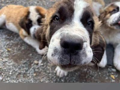 Beautiful friendly St Bernard puppies in Wicklow