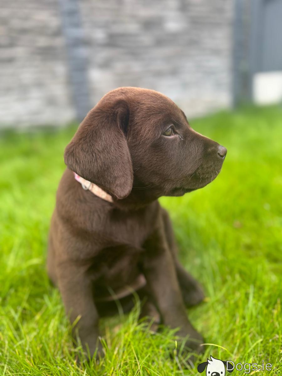 Female Chocolate Labrador Female Chocolate Labrador Puppy In
