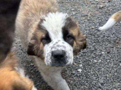 Beautiful friendly St Bernard puppies in Wicklow