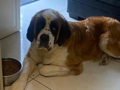 Beautiful friendly St Bernard puppies in Wicklow