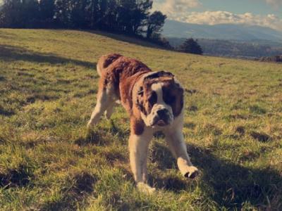 Beautiful friendly St Bernard puppies in Wicklow