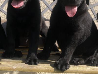 Labrador puppies 🐾 in Offaly
