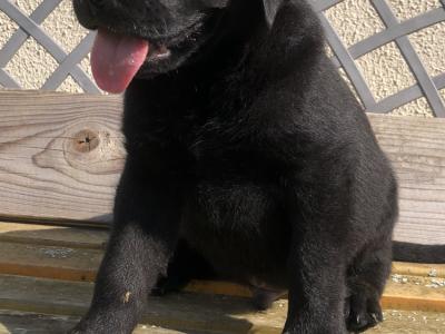 Labrador puppies 🐾 in Offaly