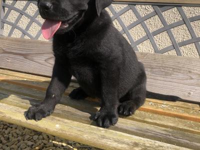 Labrador puppies 🐾 in Offaly