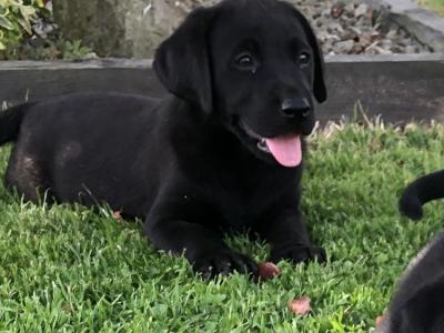 Labrador puppies 🐾 in Offaly