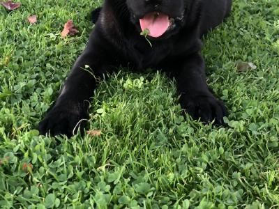 Labrador puppies 🐾 in Offaly