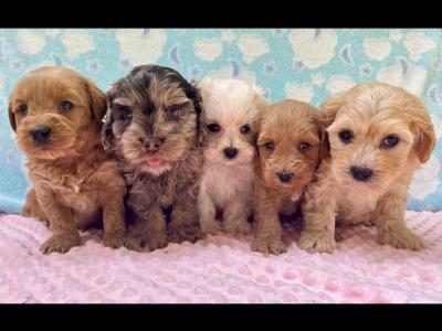 Vet checked miniature Doodle puppies Now available in Cavan