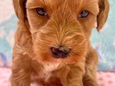 Vet checked miniature Doodle puppies Now available in Cavan