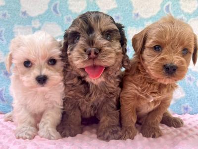 Vet checked miniature Doodle puppies Now available in Cavan