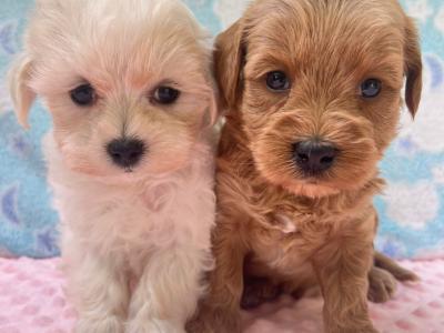 Vet checked miniature Doodle puppies Now available in Cavan