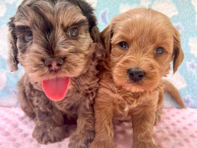 Vet checked miniature Doodle puppies Now available in Cavan