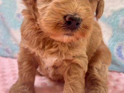 Vet checked miniature Doodle puppies Now available in Cavan