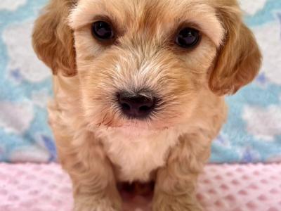 Vet checked miniature Doodle puppies Now available in Cavan