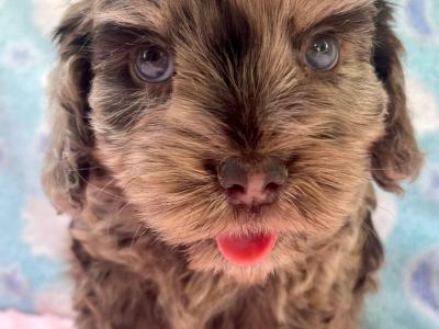 Vet checked miniature Doodle puppies Now available in Cavan
