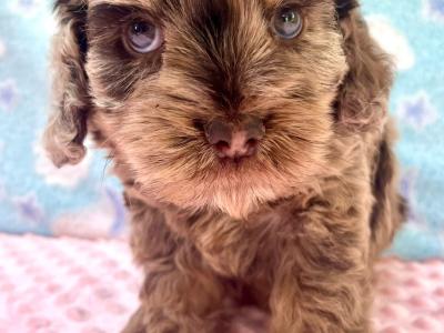Vet checked miniature Doodle puppies Now available in Cavan