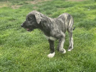 Female IKC Registered Irish Wolfhound puppy in Clare