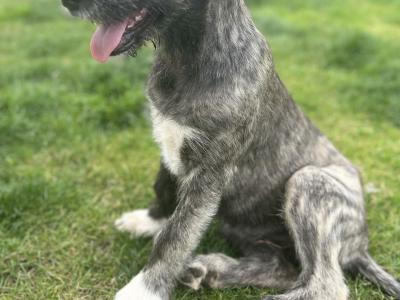 Female IKC Registered Irish Wolfhound puppy in Clare