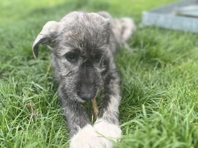 Female IKC Registered Irish Wolfhound puppy in Clare