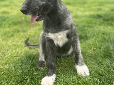 Female IKC Registered Irish Wolfhound puppy in Clare
