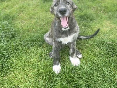Female IKC Registered Irish Wolfhound puppy in Clare