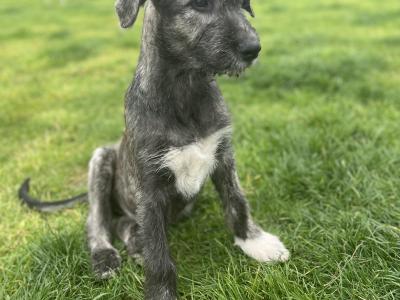 Female IKC Registered Irish Wolfhound puppy in Clare