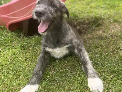 Female IKC Registered Irish Wolfhound puppy in Clare