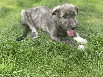 Female IKC Registered Irish Wolfhound puppy in Clare