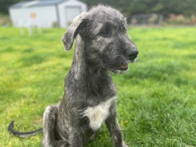 Female IKC Registered Irish Wolfhound puppy in Clare