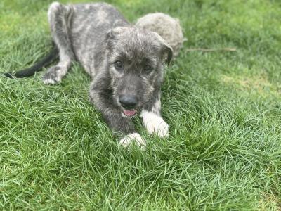 Female IKC Registered Irish Wolfhound puppy in Clare
