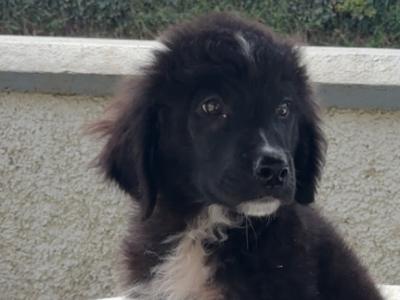 Male Bernadoodle puppy 🐾 in Carlow