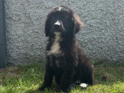 Male Bernadoodle puppy 🐾 in Carlow