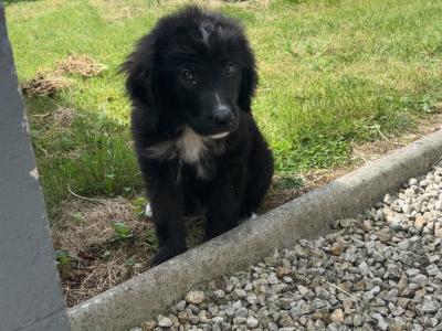 Male Bernadoodle puppy 🐾 in Carlow