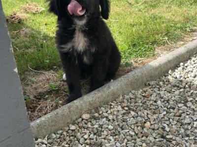 Male Bernadoodle puppy 🐾 in Carlow