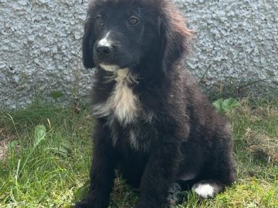 Male Bernadoodle puppy 🐾 in Carlow