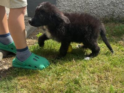 Male Bernadoodle puppy 🐾 in Carlow