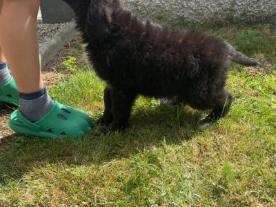 Male Bernadoodle puppy 🐾 in Carlow