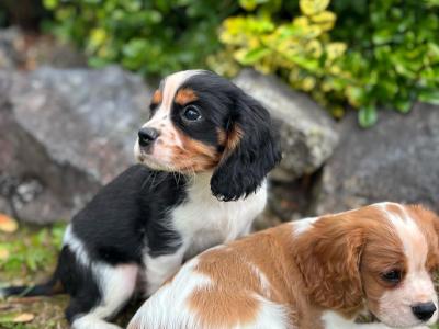 Beautiful Cavalier King Charles puppies for sale in Limerick