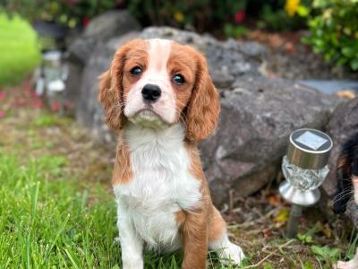 Beautiful Cavalier King Charles puppies for sale in Limerick
