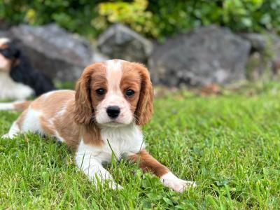 Beautiful Cavalier King Charles puppies for sale in Limerick