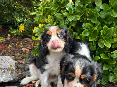 Beautiful Cavalier King Charles puppies for sale in Limerick