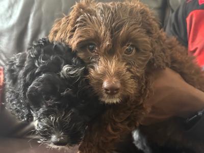 Adorable vaccinated Sprocker Spaniel x Maltese puppies cork 2 males 3 female