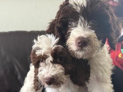 Adorable vaccinated Sprocker Spaniel x Maltese puppies cork 2 males