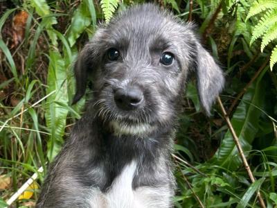 IKC Registered (Pending) Pedigree Irish Wolfhound puppies in Wicklow