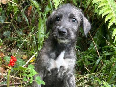 IKC Registered Pedigree Irish Wolfhound puppies in Wicklow