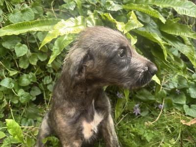 IKC Registered Pedigree Irish Wolfhound puppies in Wicklow