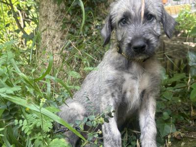 IKC Registered Pedigree Irish Wolfhound puppies in Wicklow