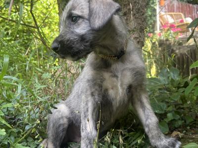 IKC Registered Pedigree Irish Wolfhound puppies in Wicklow